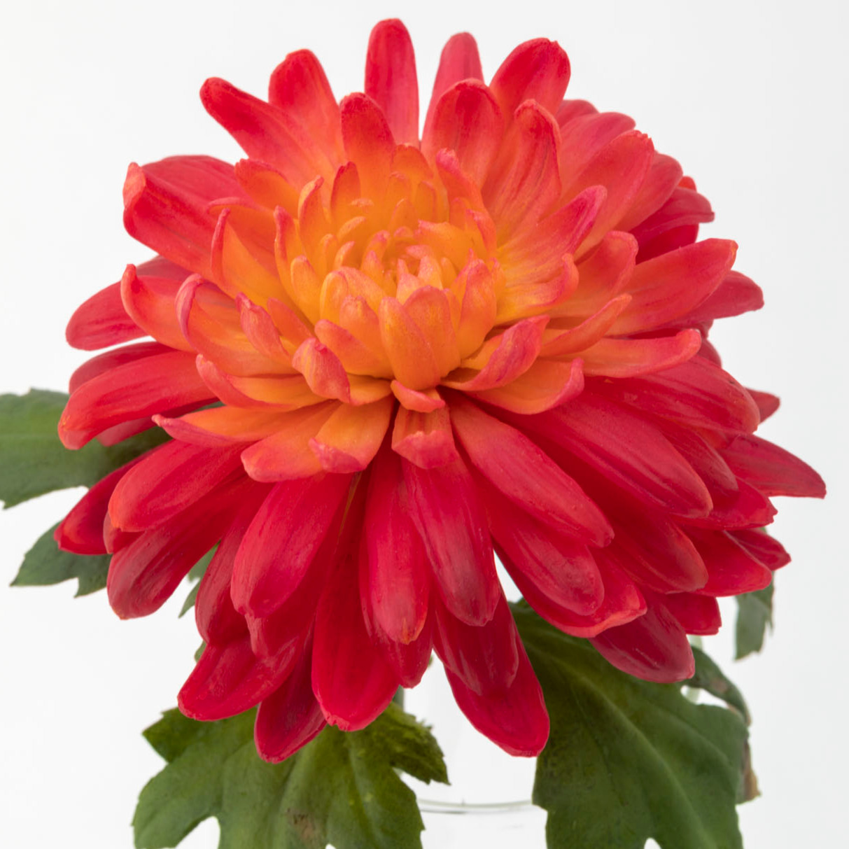 Close up detail of white red chrysanthemum flower, leaves and stem displayed inside a clear glass vase