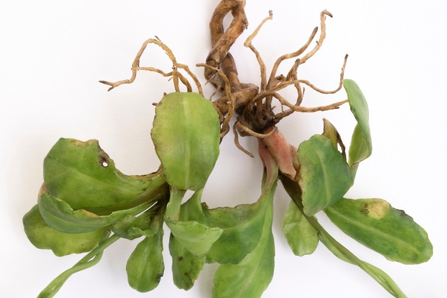 Close-up detail of Creep wax daisy chain sculpture showing intertwined roots and leaves.