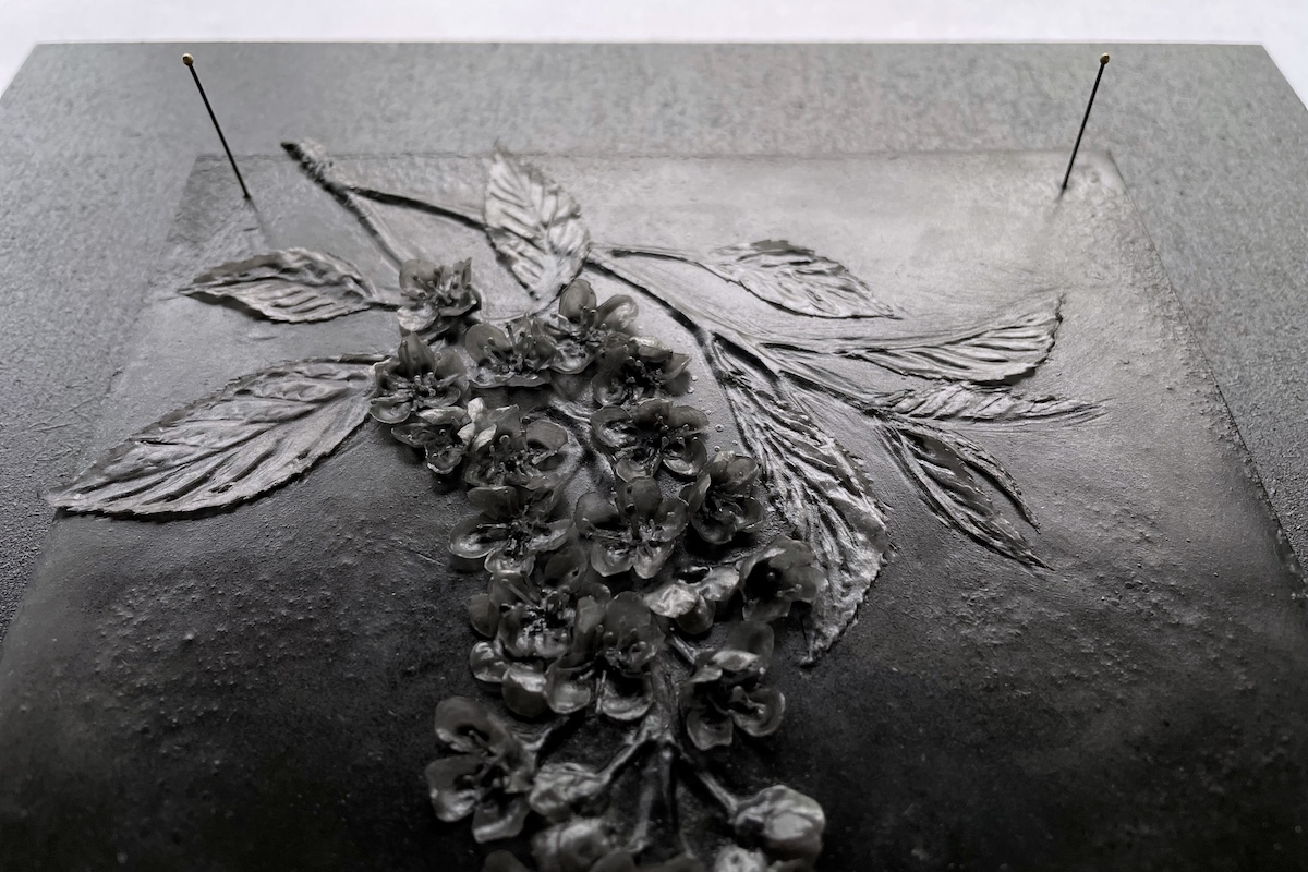 Close up of black wax bird cherry blossom mounted on waxed paper with entomology pins.