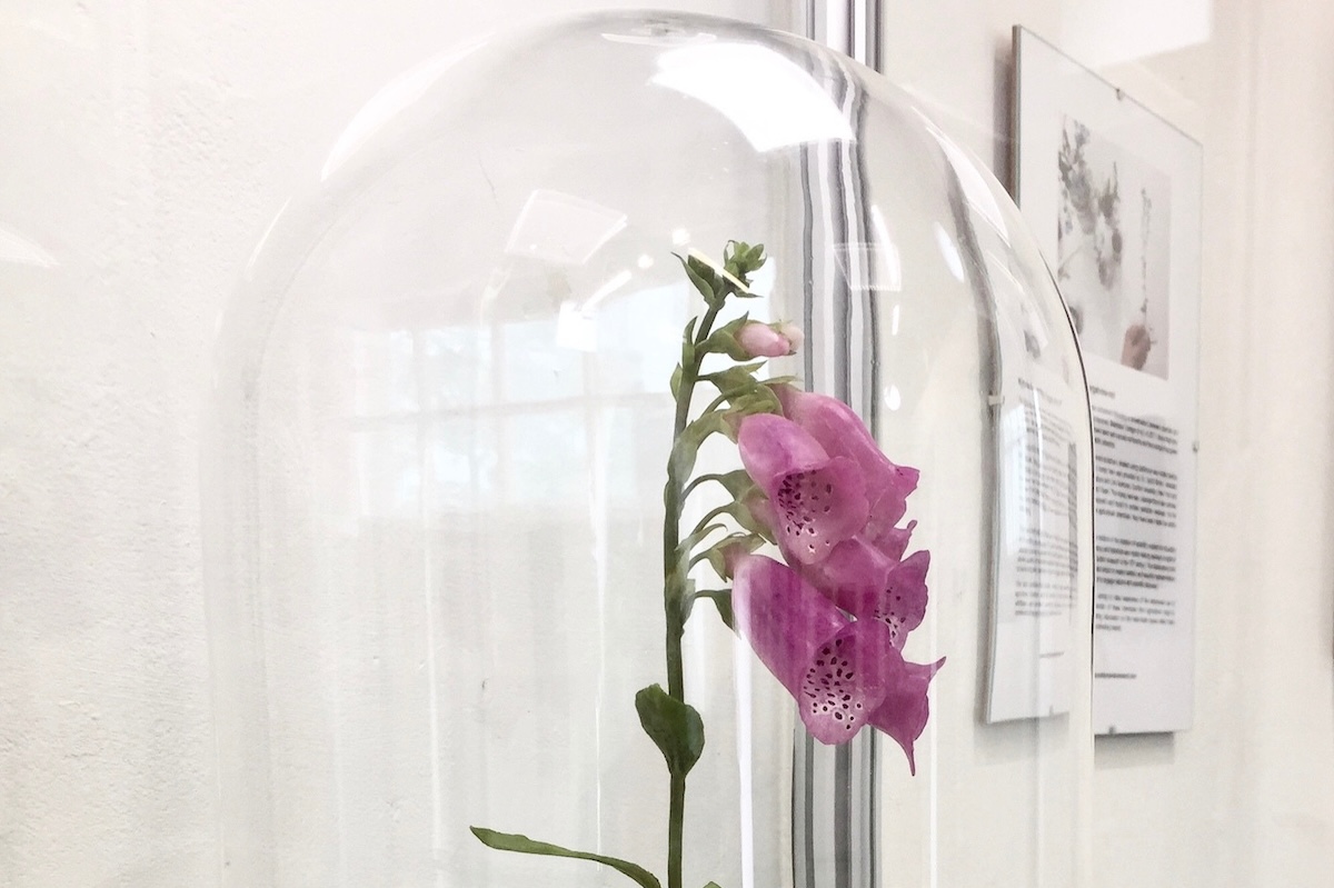 Close-up of wax foxglove sculpture displayed beneath a glass dome.