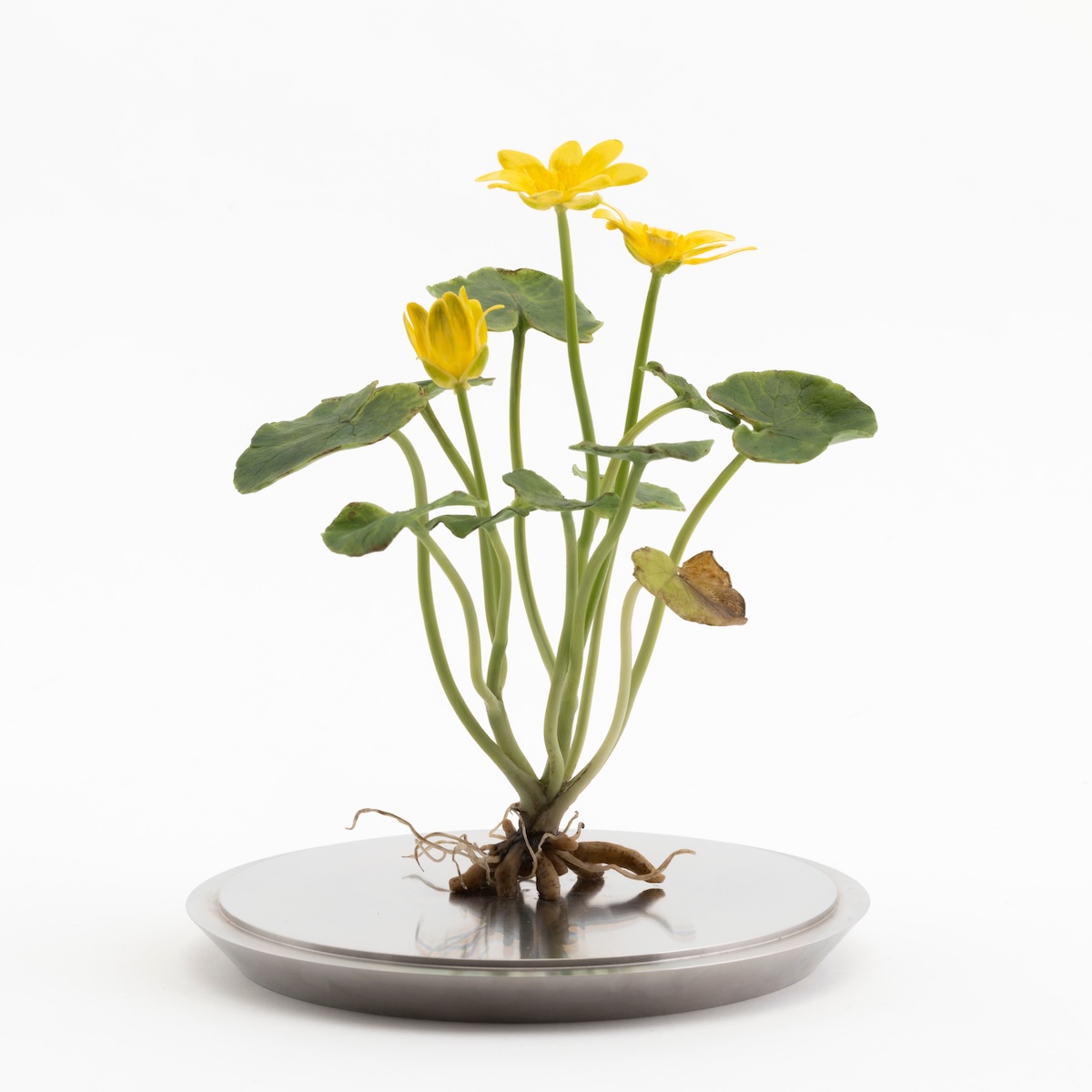 Side view of wax lesser celandine flower mounted on a metal base<br />
