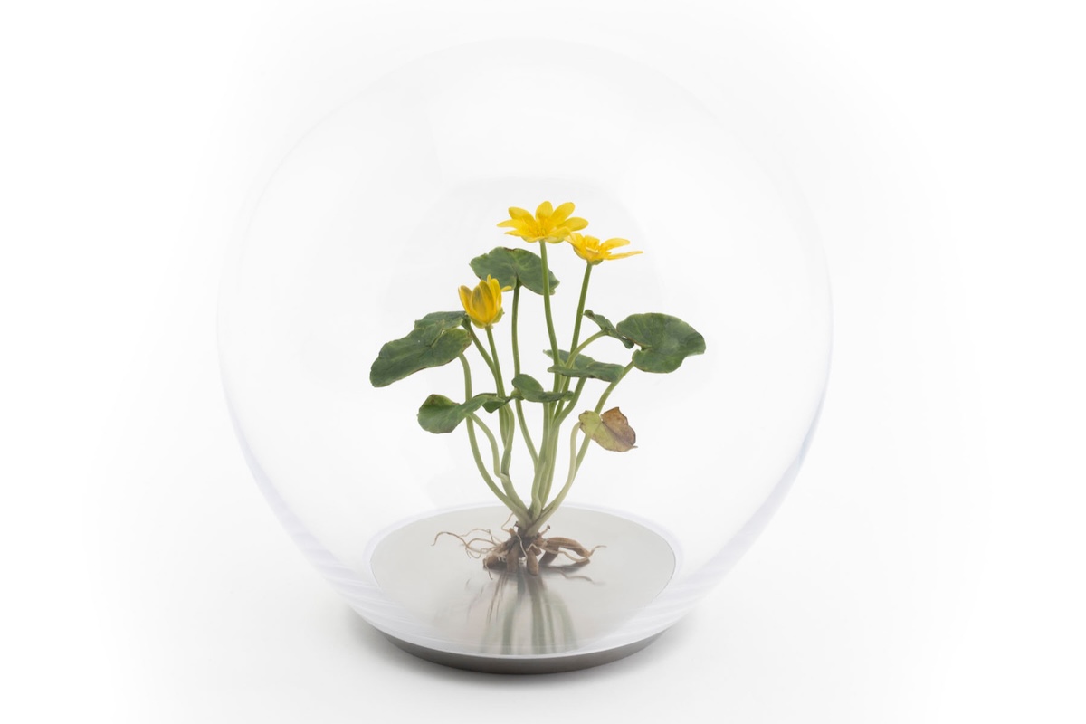 Yellow wax celandine sculpture mounted within a glass orb on a metal base.