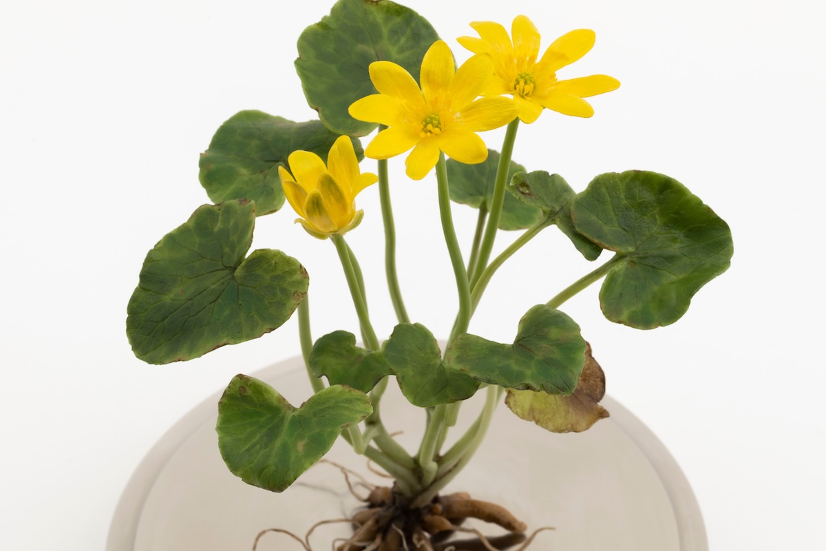 Wax sculpture of celandine flower from ‘Life Support’ series