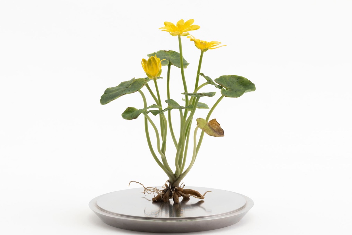 Wax celandine flower sculpture mounted on a circular metal base.