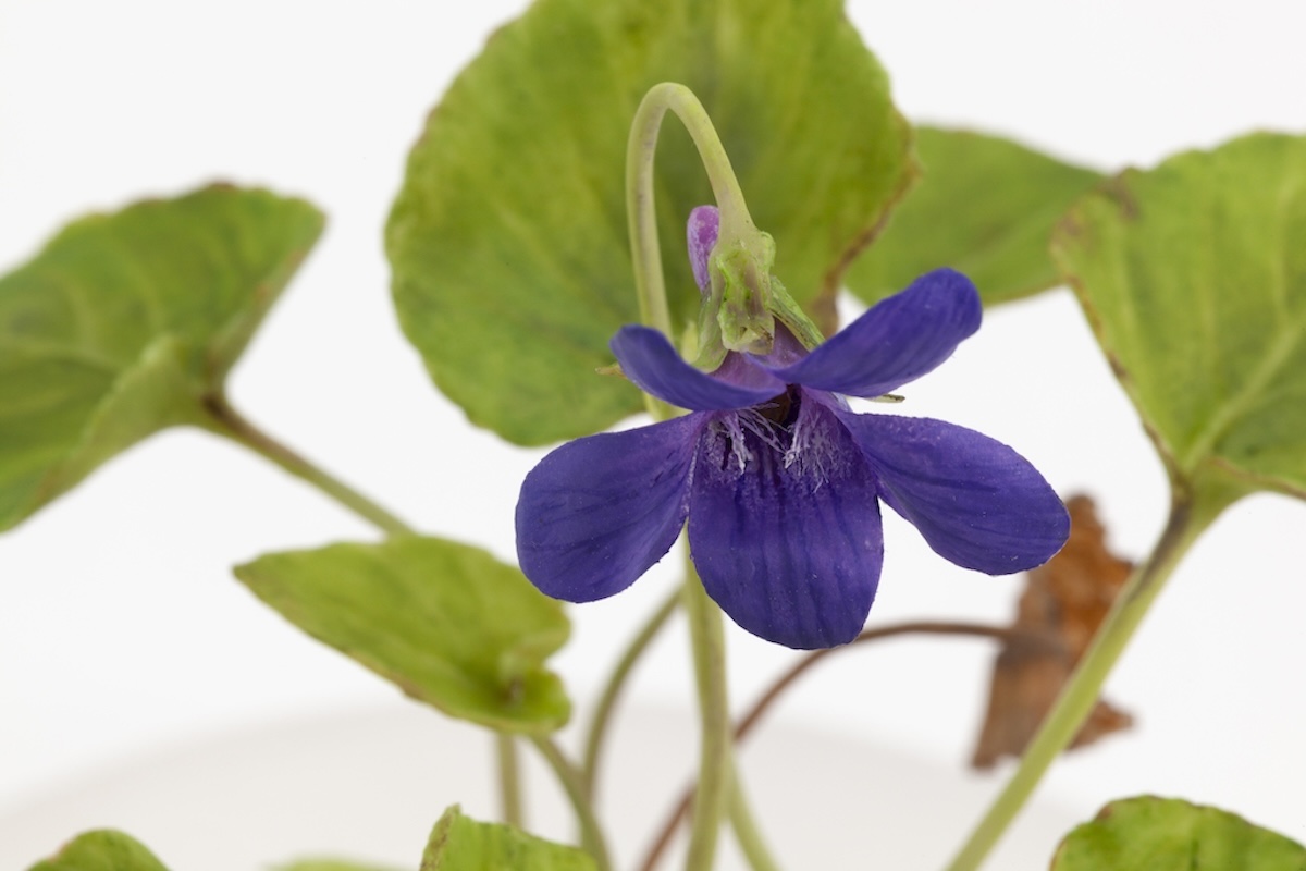 Close-up of purple wax dog violet flower with green leaves and stems.