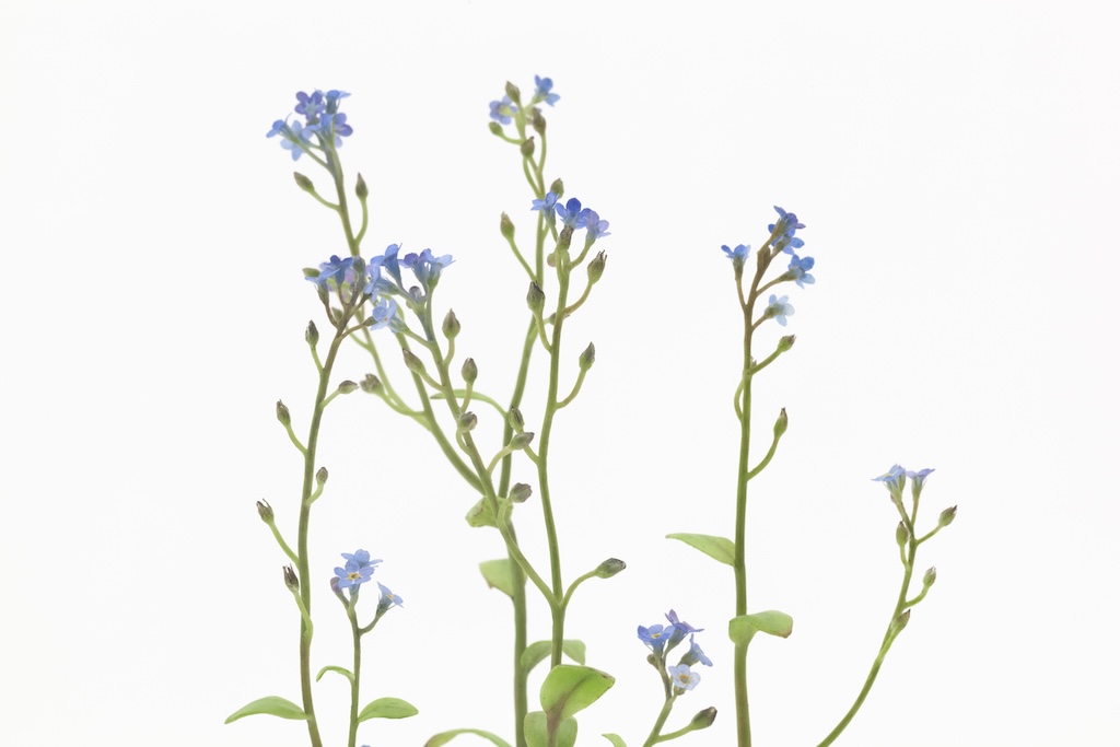 Close up detail of wax forget-me-not flowers and leaves.