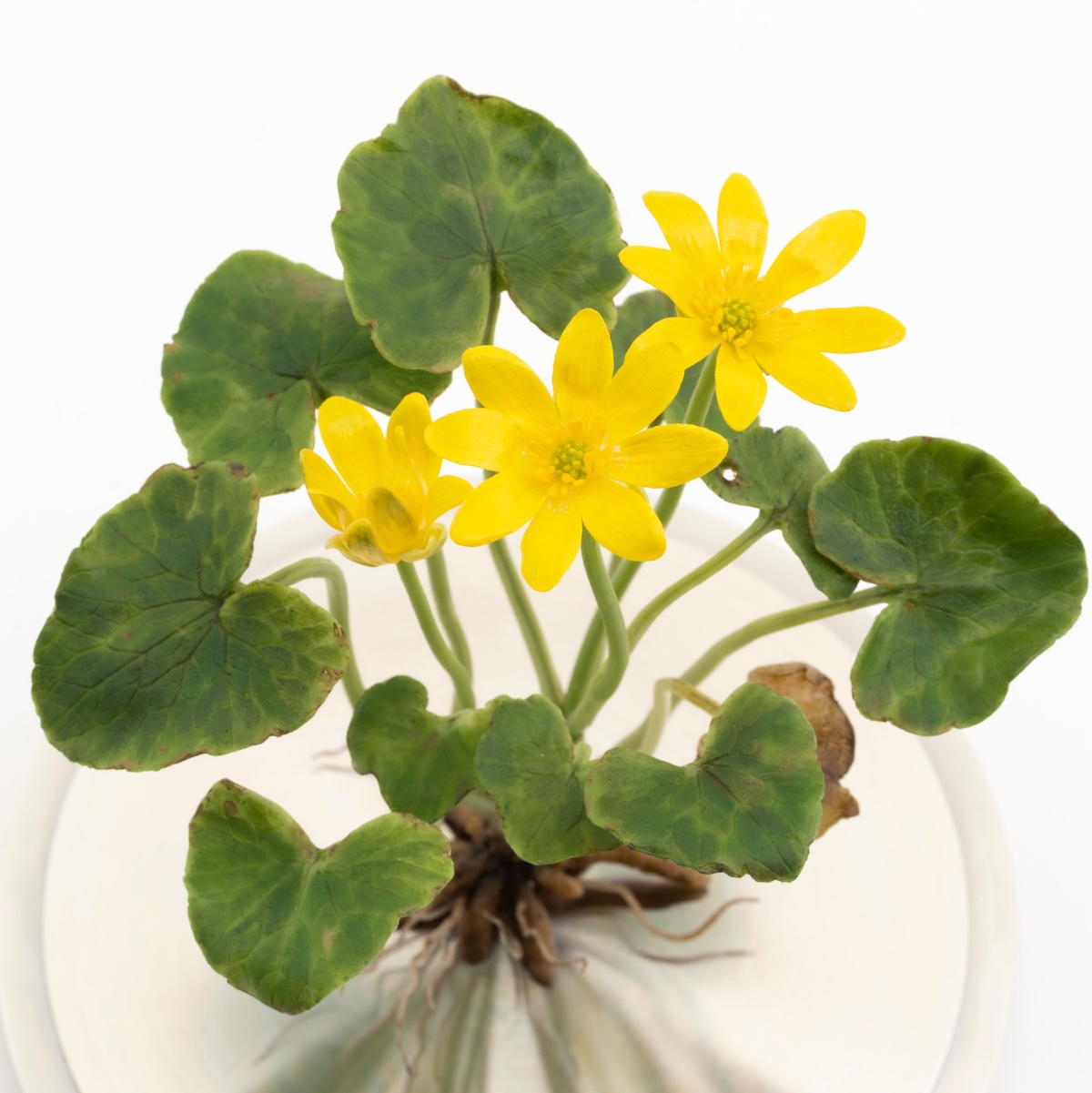 Close up detail from above of wax lesser celandine flower mounted on a metal base