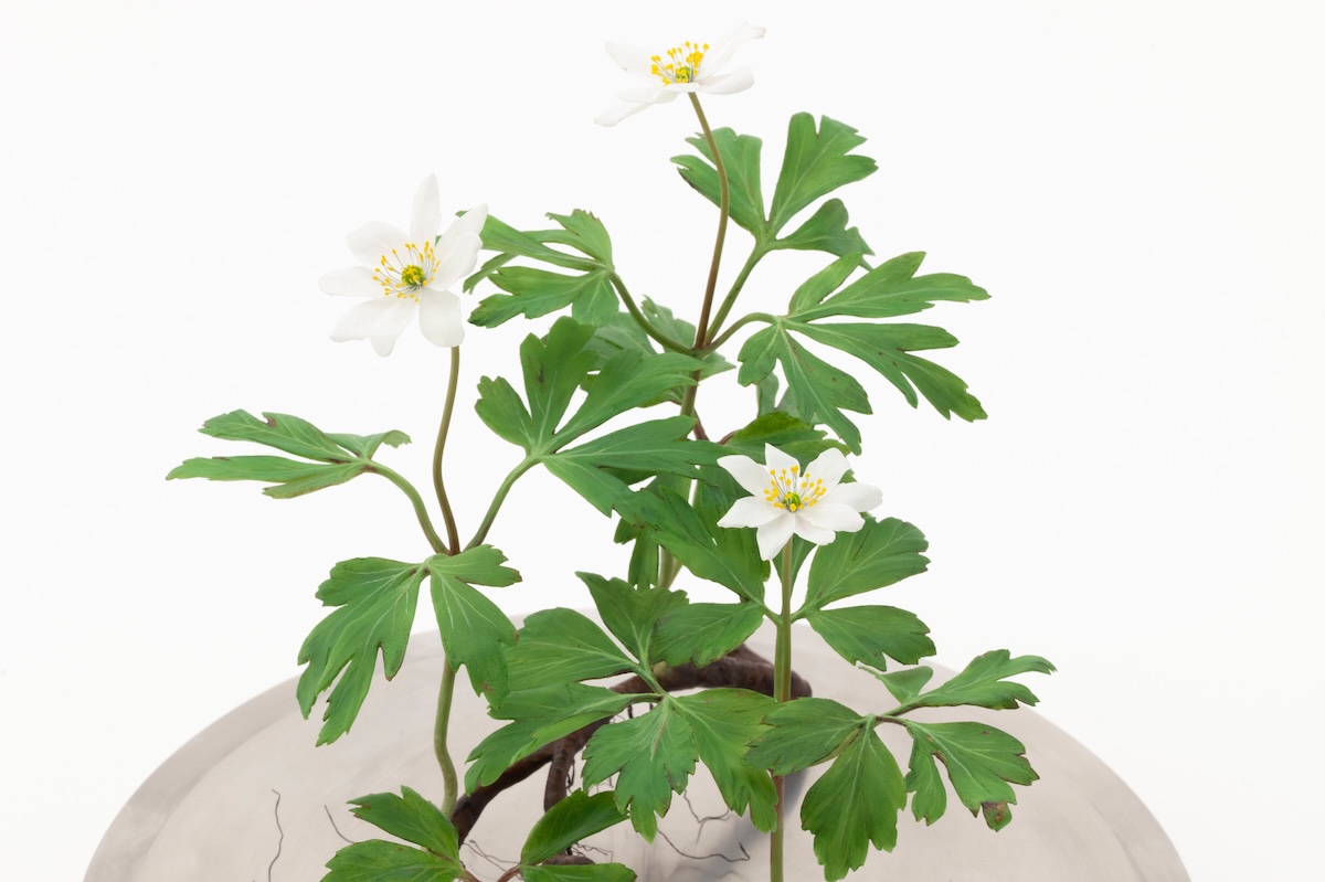 Close-up detail of Wood Anemone wax sculpture with white flowers and green leaves