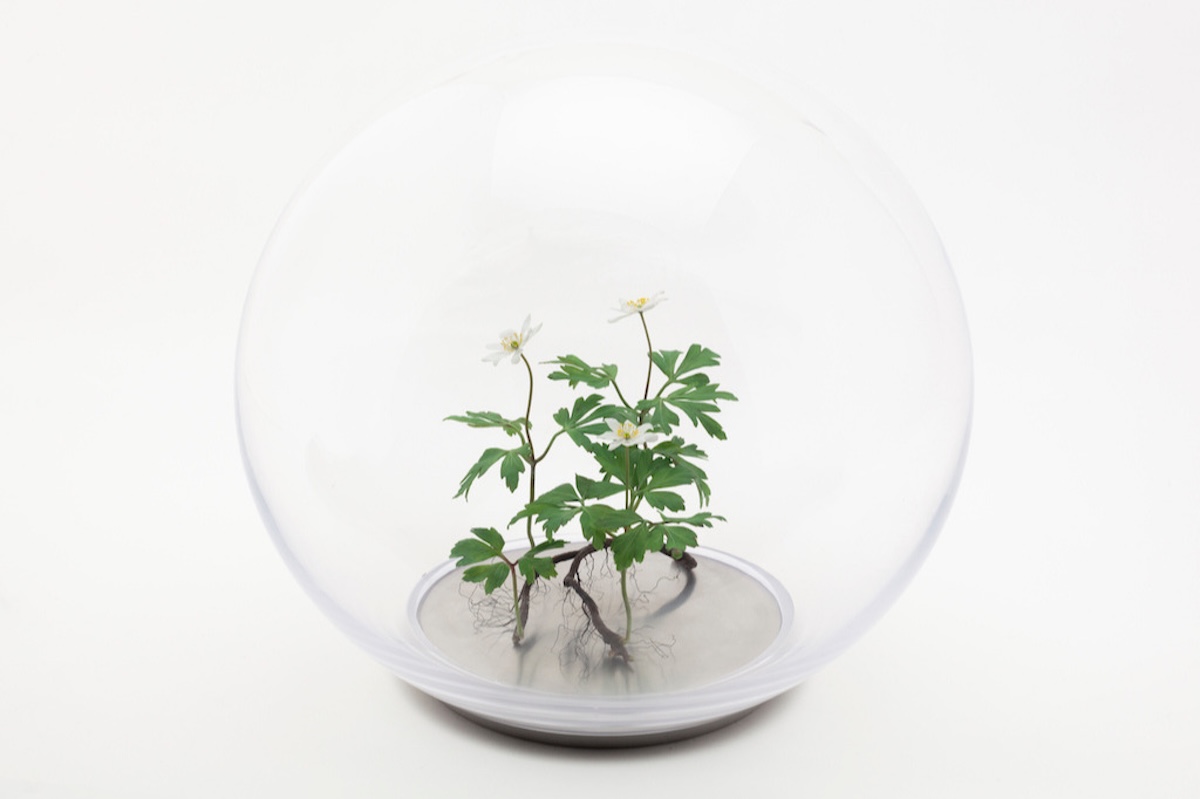 Wax celandine flower sculpture mounted on a circular metal base.
