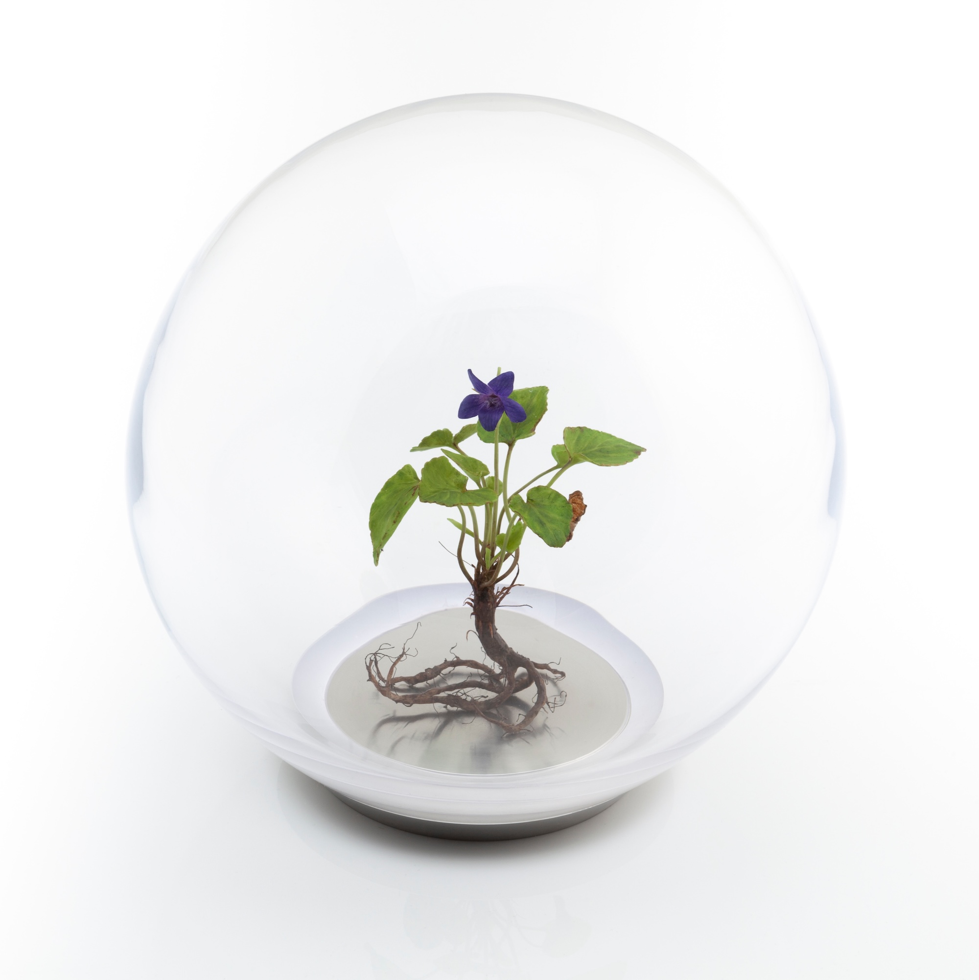 Wax dog violet plants mounted inside a glass orb on a metal base