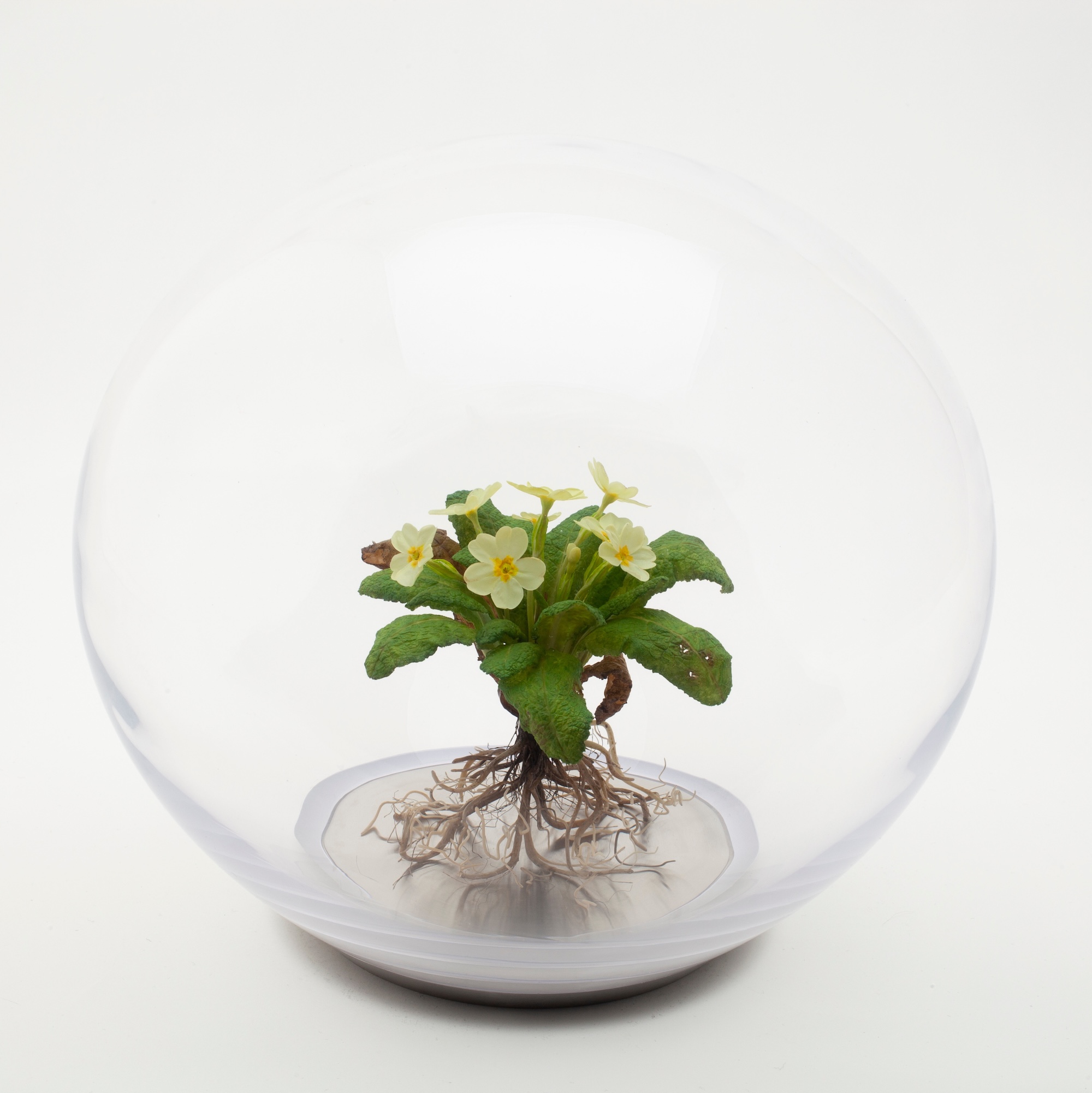 White wax primrose flower displayed inside a clear glass orb on a metal base<br />
