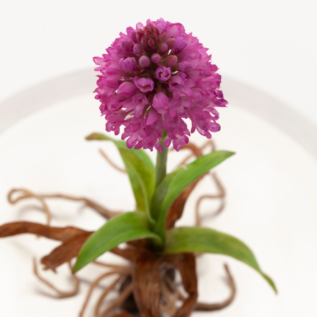 Close up detail of a wax pyramid orchid flower<br />
