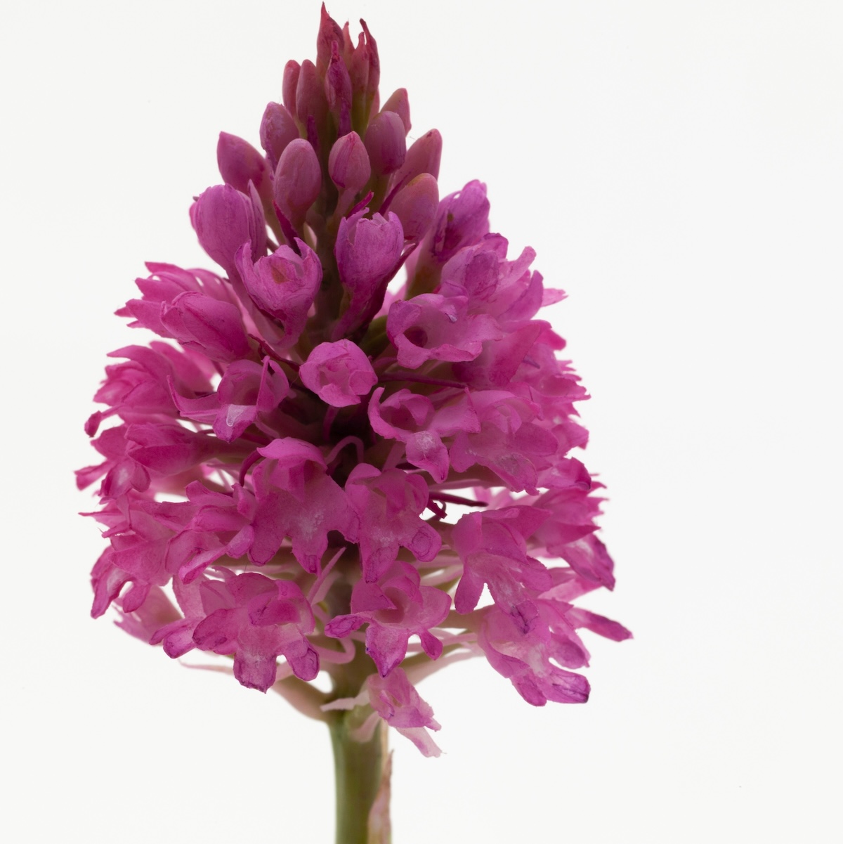 Close up detail of a wax pyramid orchid flower