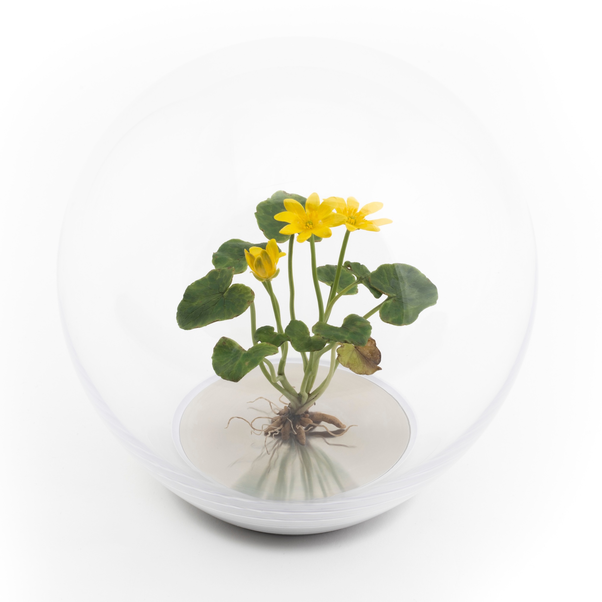Wax celandine plants mounted inside a glass orb on a metal base