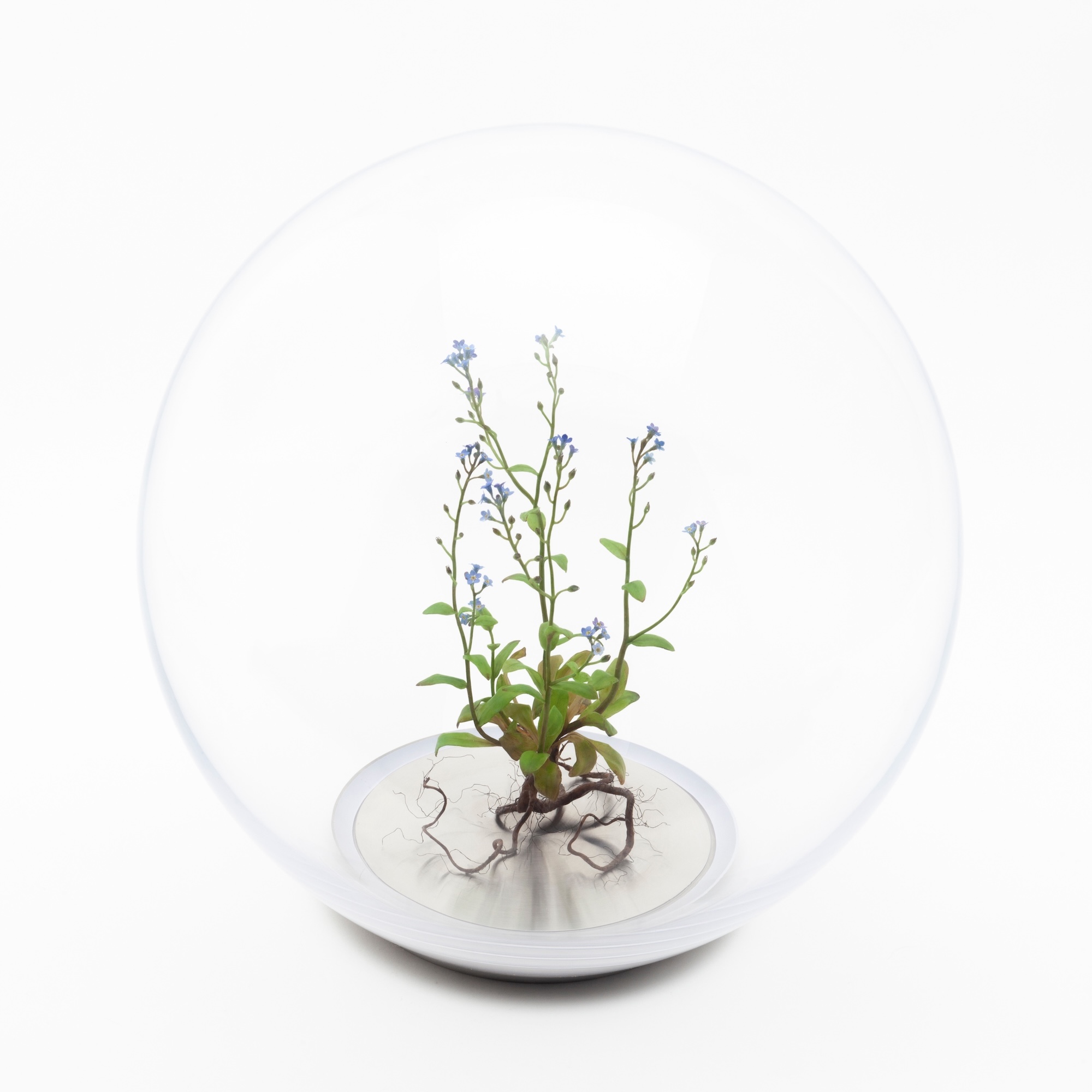 Wax forget me not plant mounted inside a glass orb on a metal base<br />
