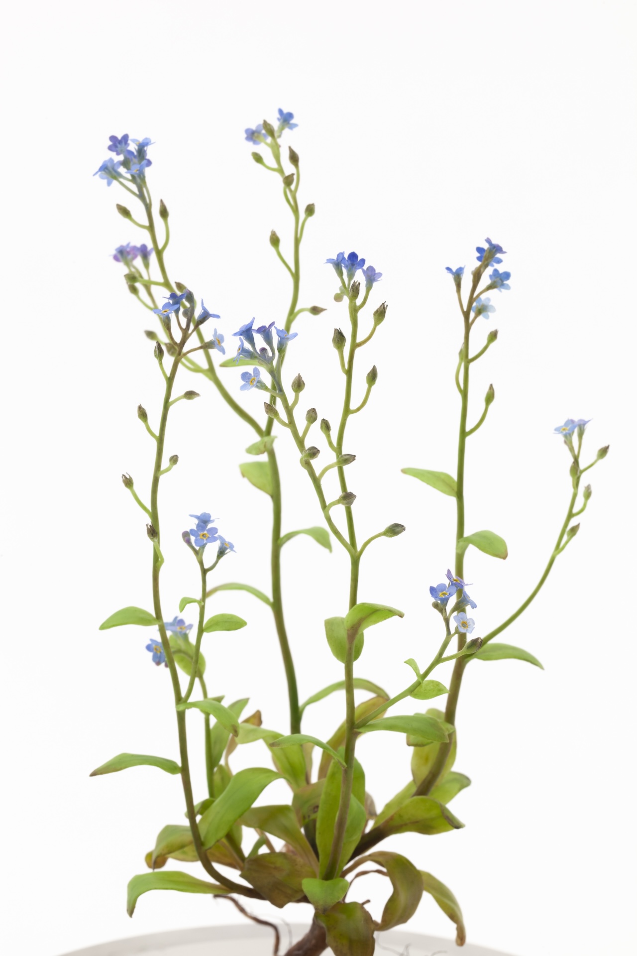 Wax forget-me-not plant with blue flowers, leaves and exposed roots mounted on a metal base<br />

