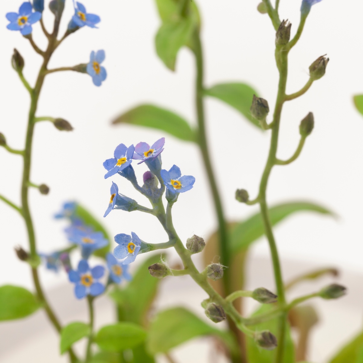 Wax forget-me-not plant with blue flowers and green leaves