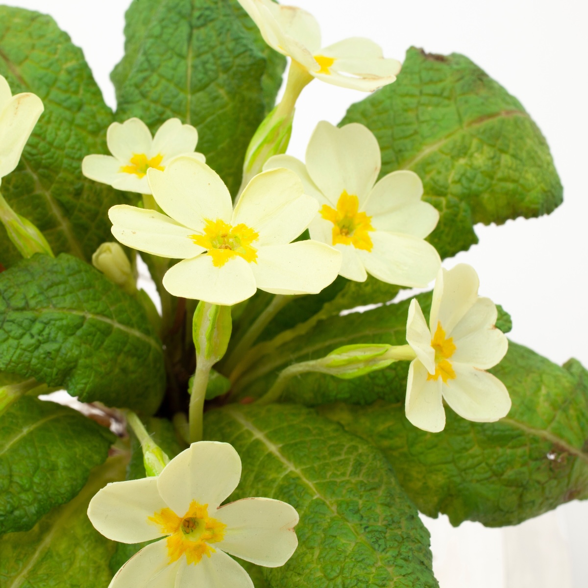 Close up of pale yellow wax primrose flowers and leaves<br />
