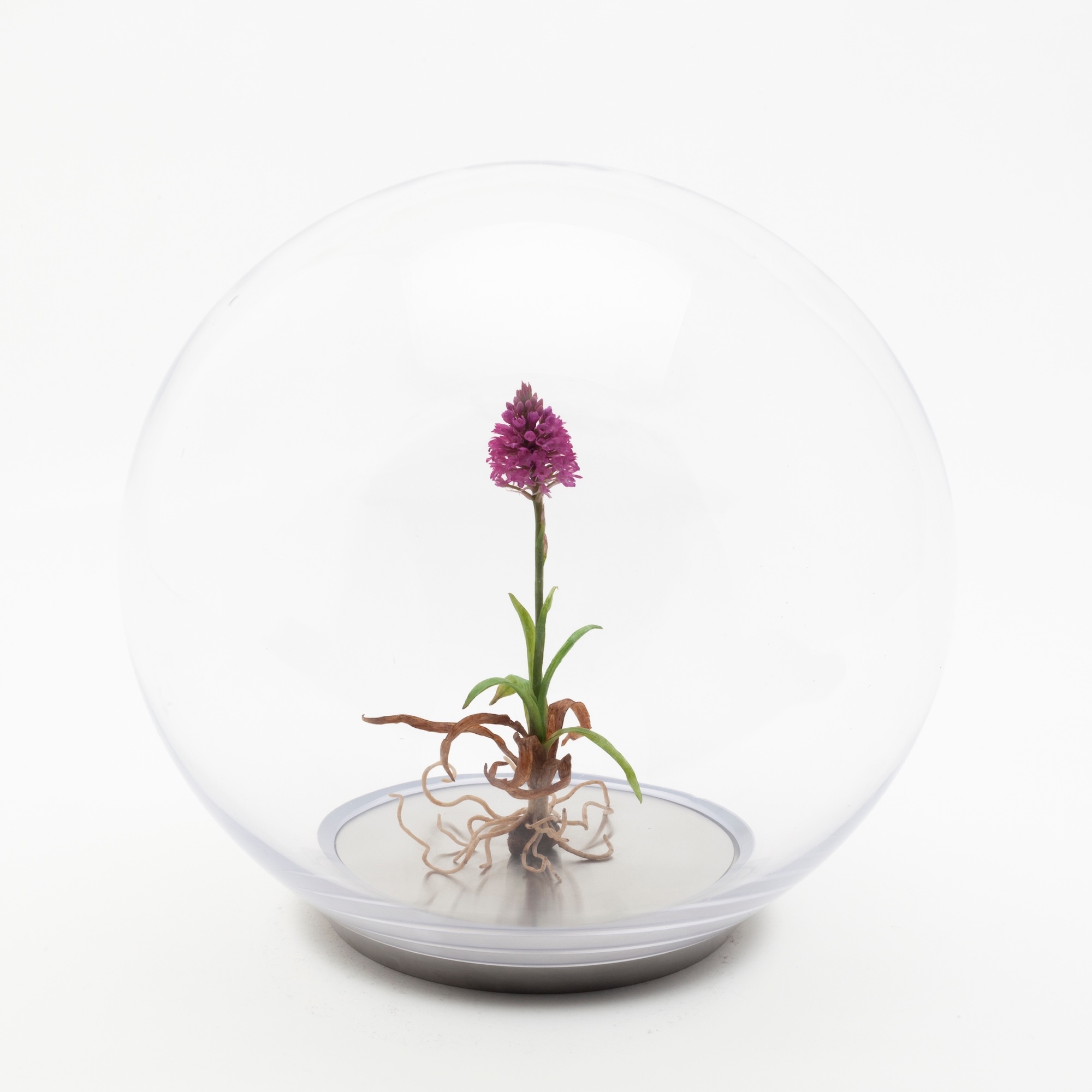 Wax pyramid orchid mounted inside a glass orb on a metal base