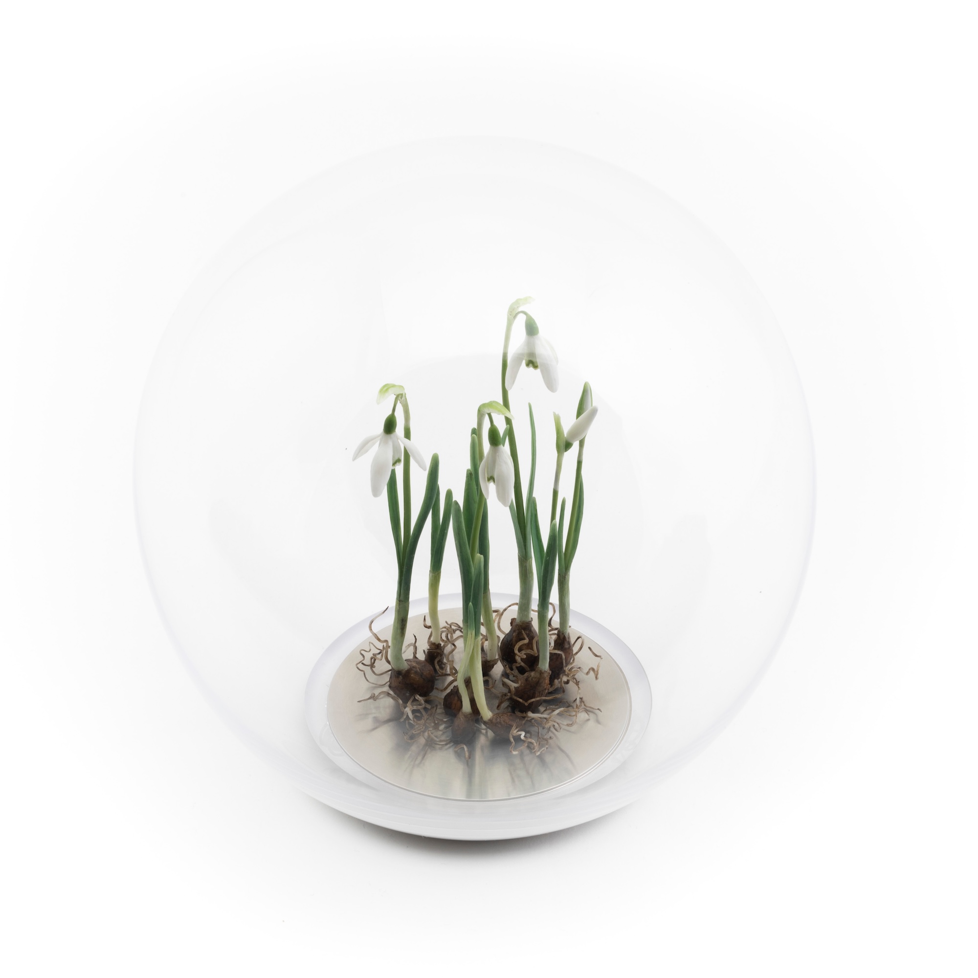 Wax snowdrop plants mounted inside a glass orb on a metal base