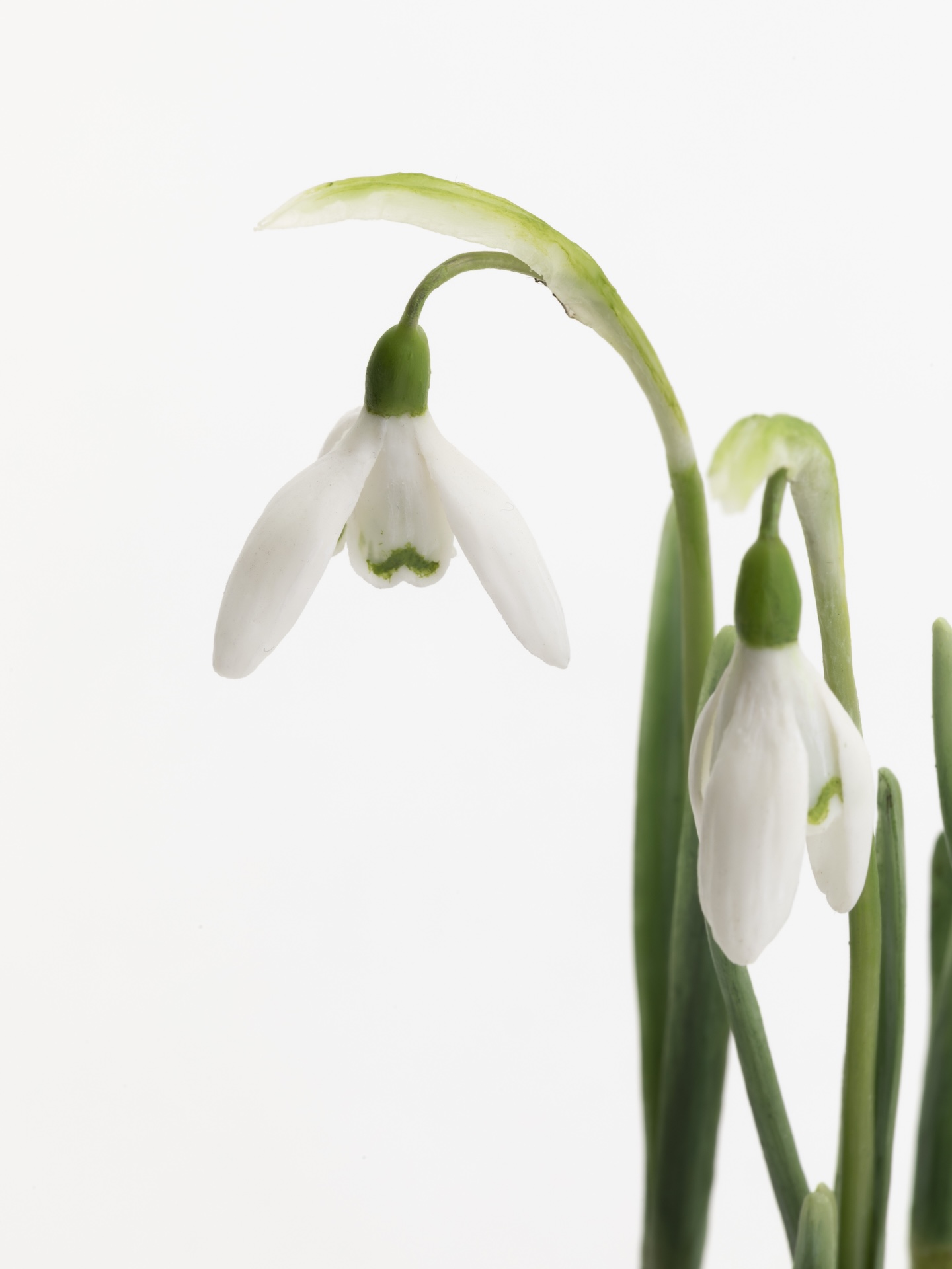Close up detail of a wax snowdrop<br />
