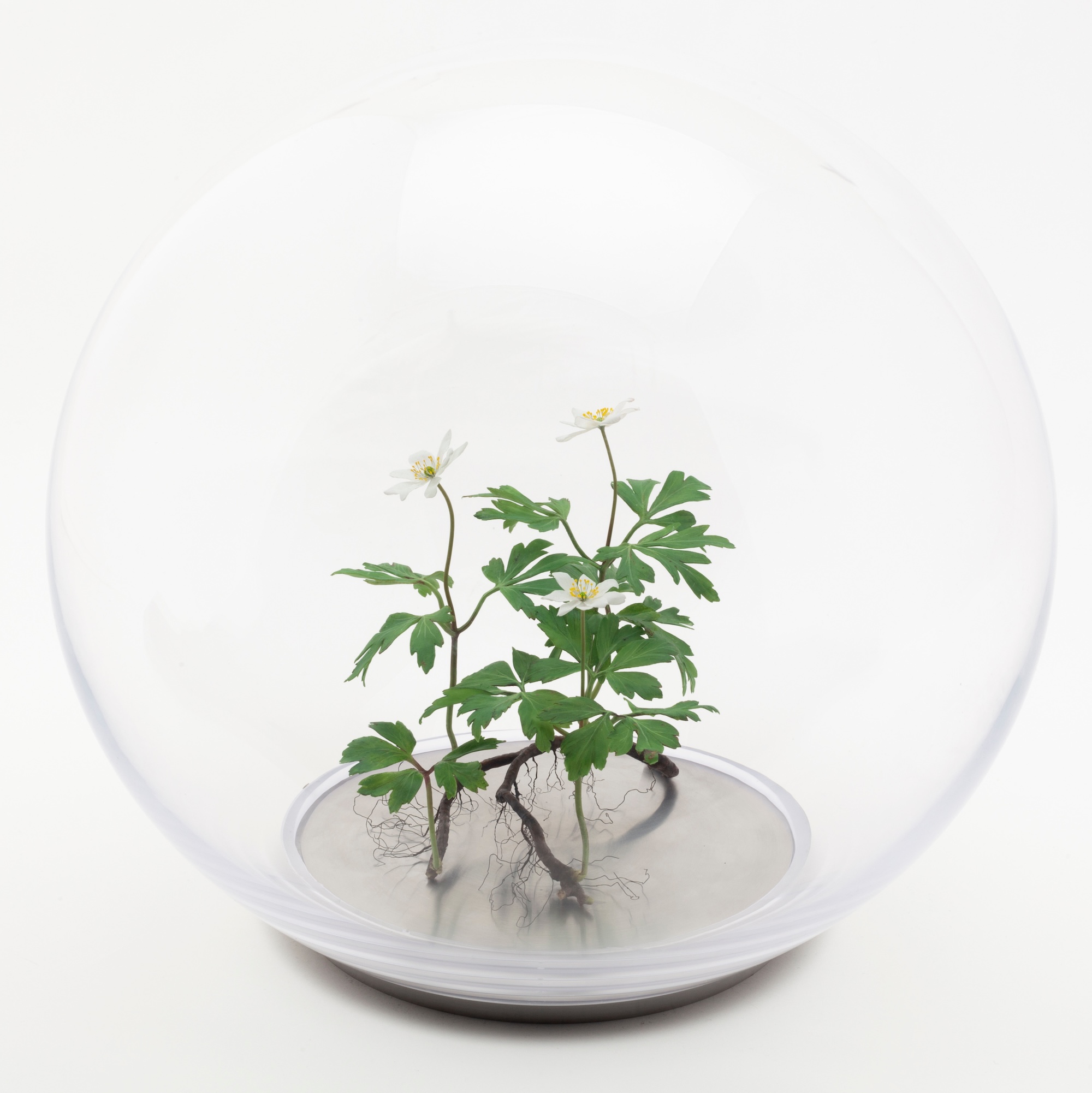 Wax wood anemone plant displayed inside a clear glass orb on a metal base<br />
