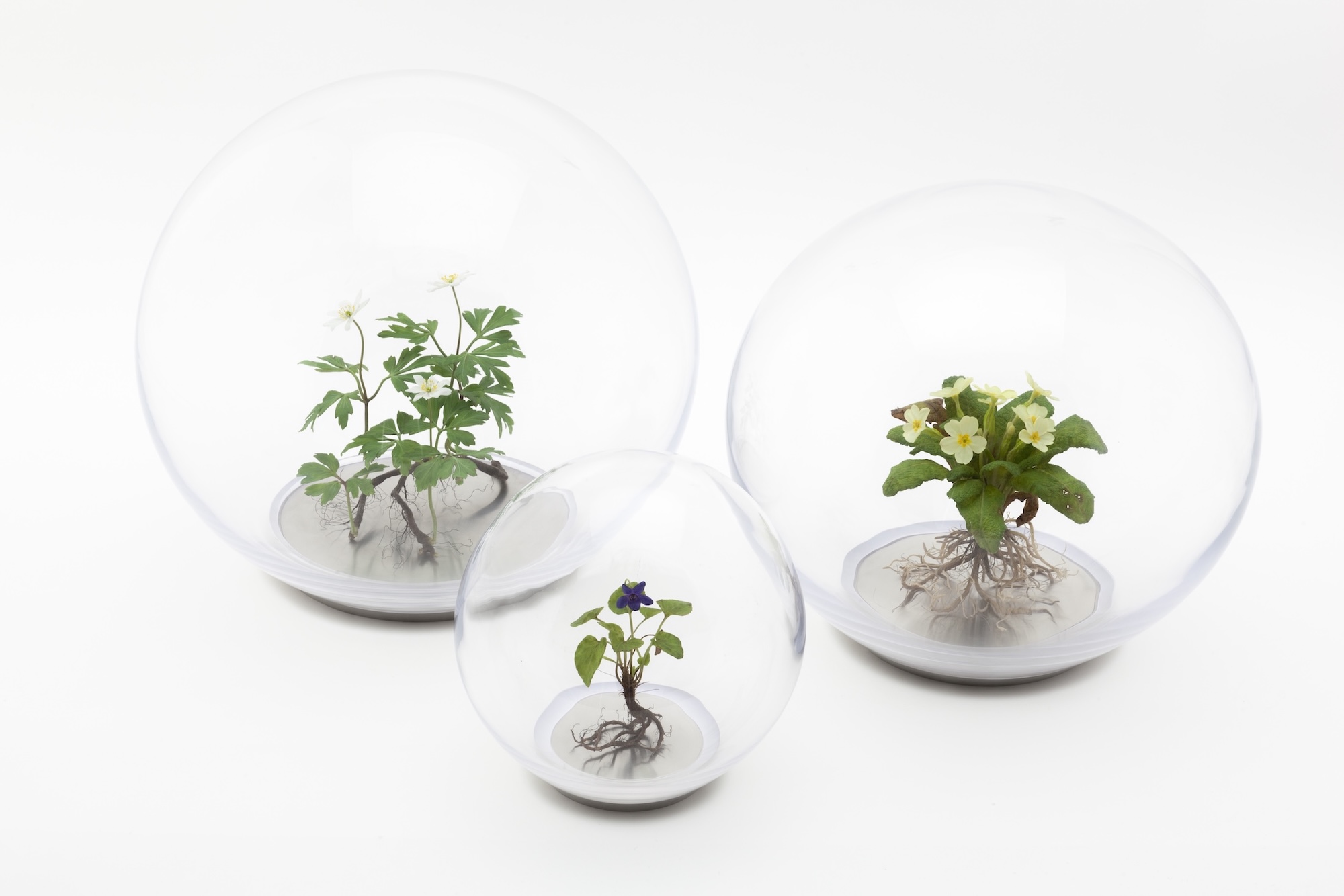 Group of three handblown glass orbs containing wax plant sculptures against a white background<br />
