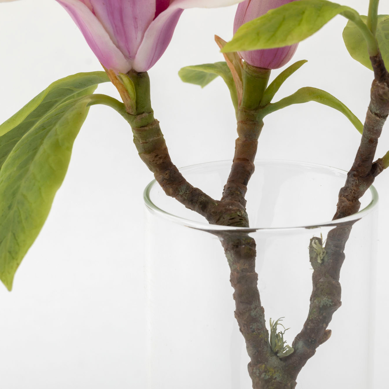 Close up detail of white wax magnolia flower, leaves and stem displayed inside a clear glass vase