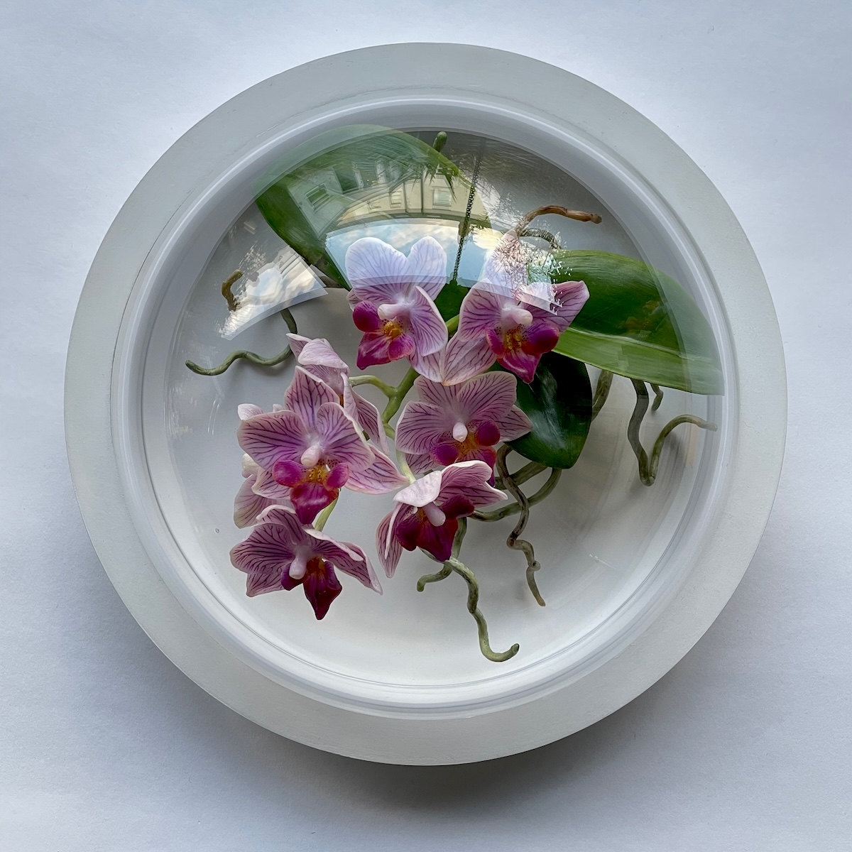 Wax orchid with flowers leaves and roots mounted in a glass hemisphere