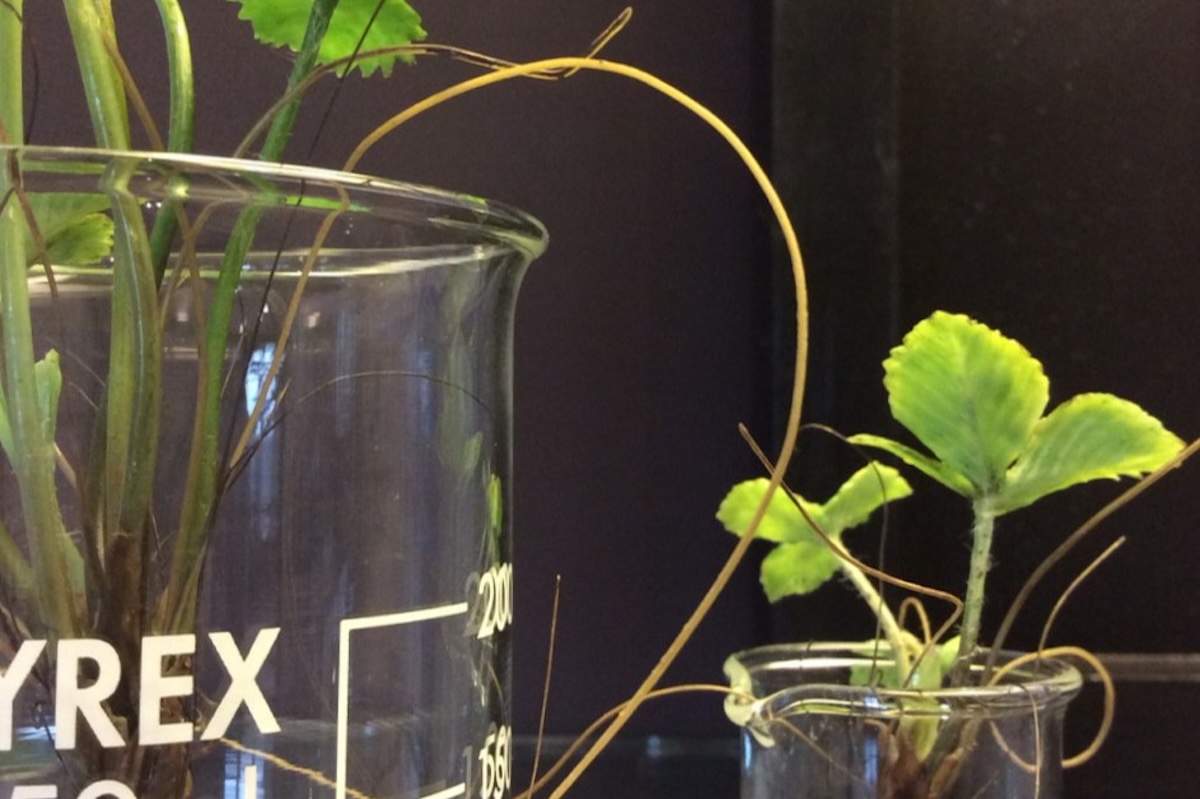 Close-up of wax wild strawberry plants displayed within glass Pyrex beakers.