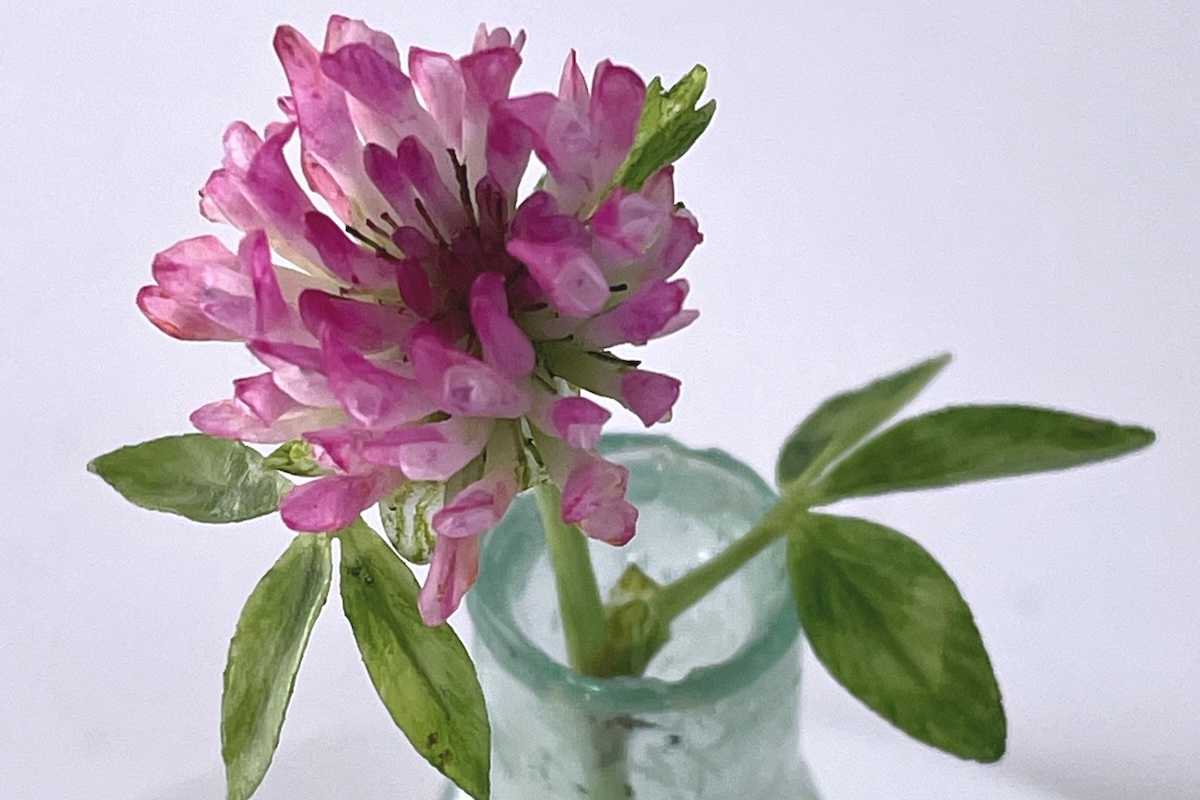 Overhead view of wax daisy plant sculpture with detailed leaves and petals