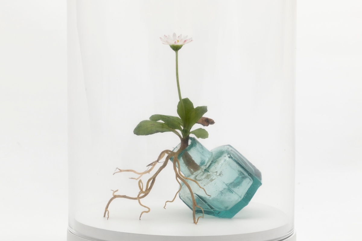 Overhead view of wax daisy plant sculpture with detailed leaves and petals