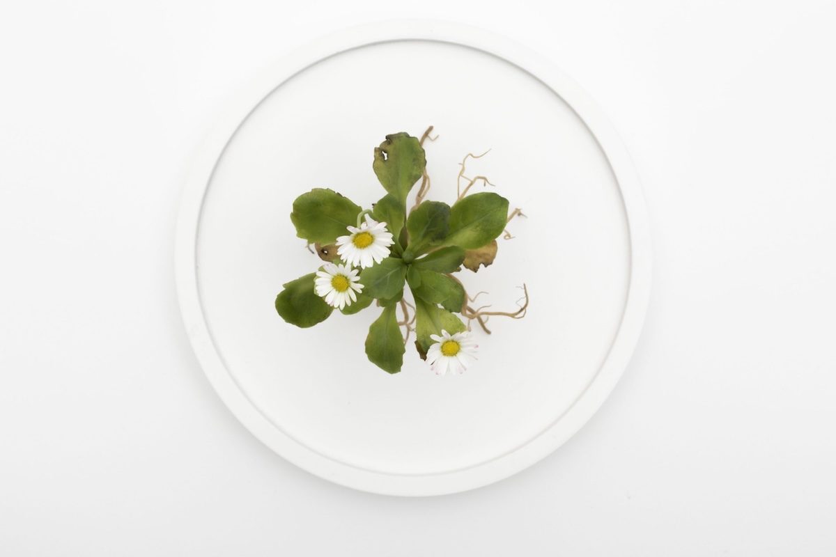 Overhead view of wax daisy plant sculpture with detailed leaves and petals