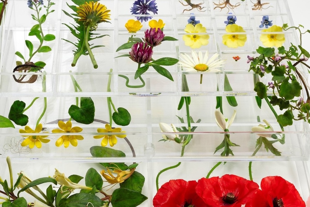 Close-up of wax wild strawberry plants displayed within glass Pyrex beakers.
