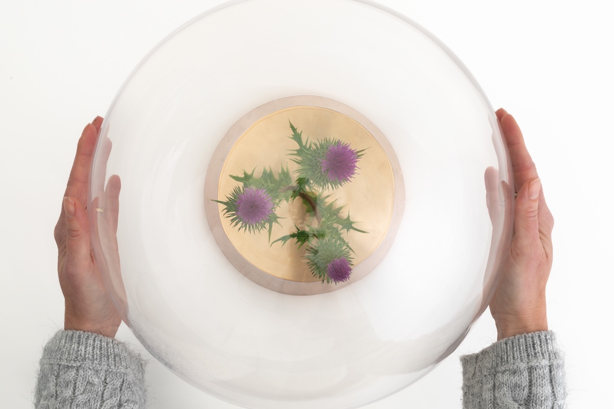Wax spear thistle displayed inside a glass orb with the artist’s hands touching the outside of the glass.