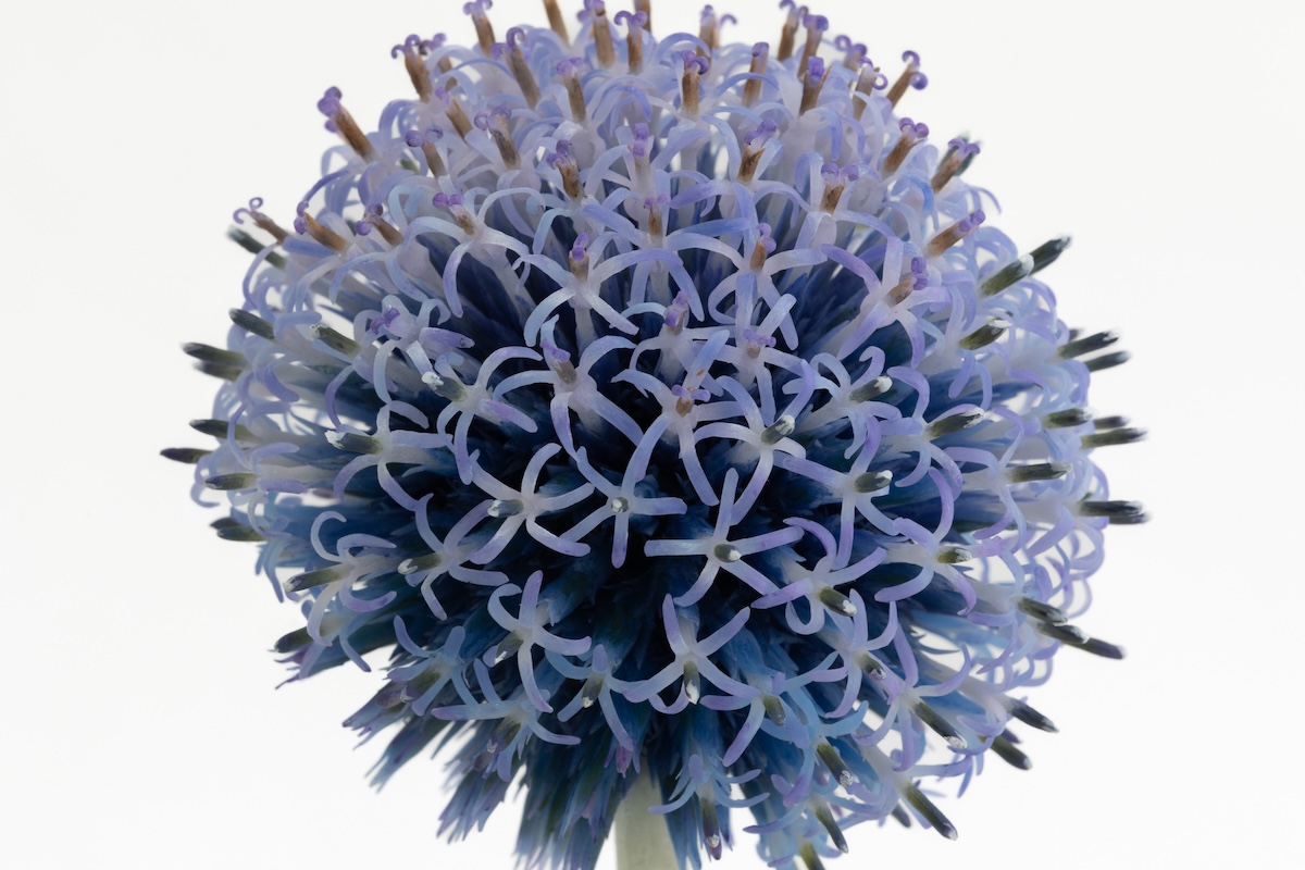 Close-up detail of wax Echinops flower sculpture from Ultra Violet series