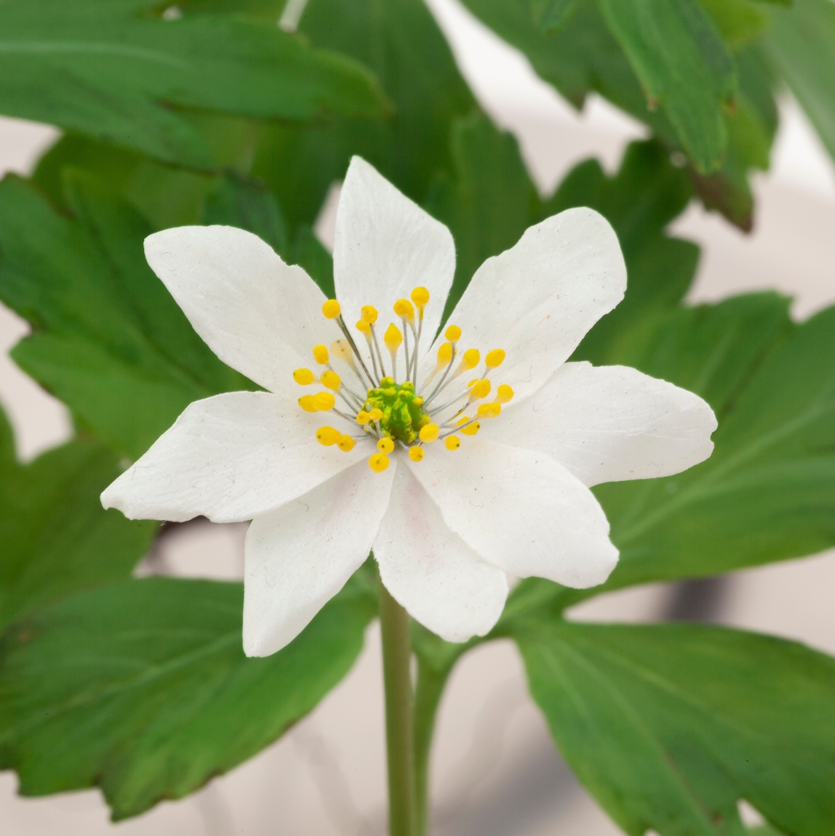 Up close detail of white wax wood anemone flower and green leaves<br />

