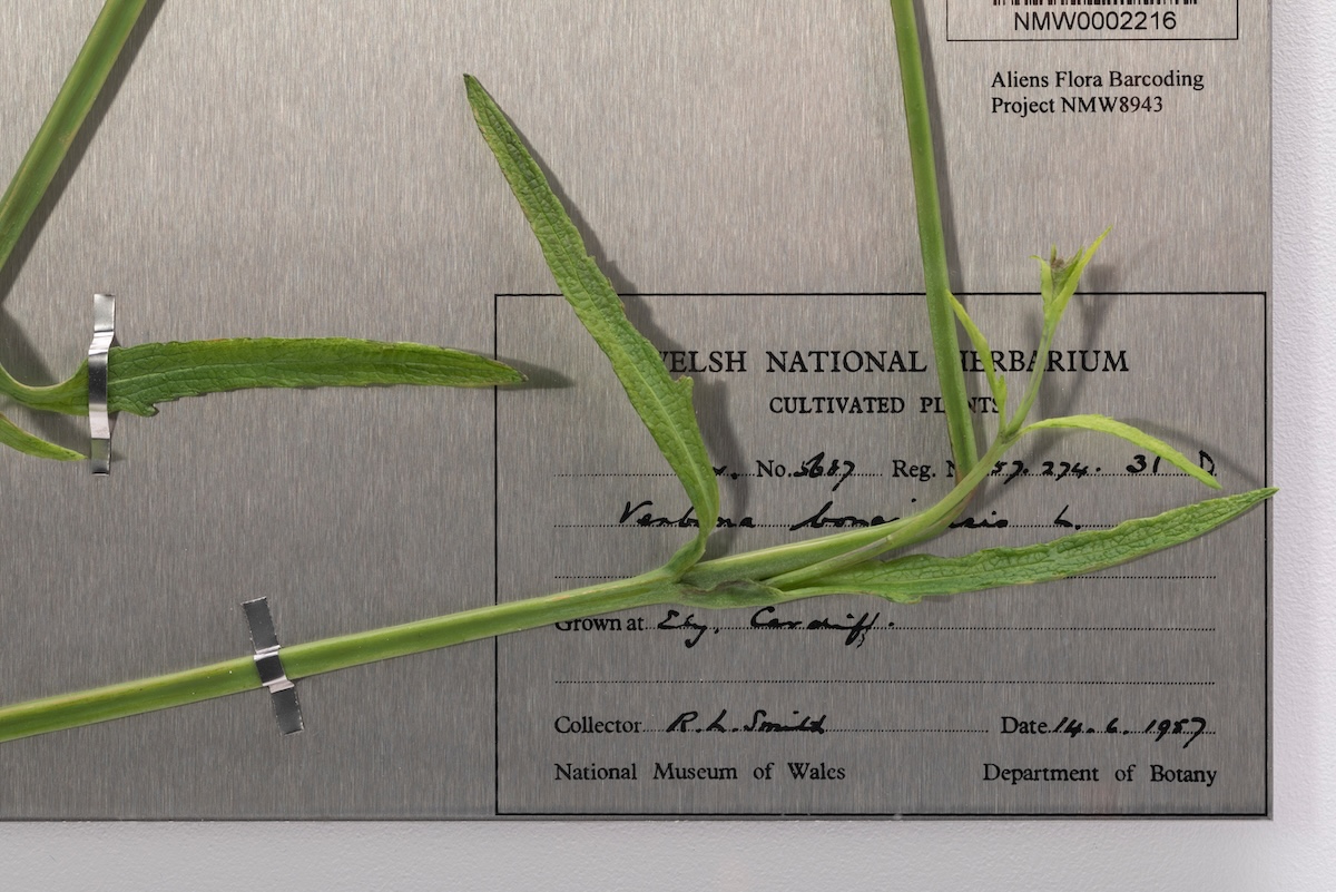 Close-up detail of wax stem and leaves mounted on a steel sheet with printed collector label