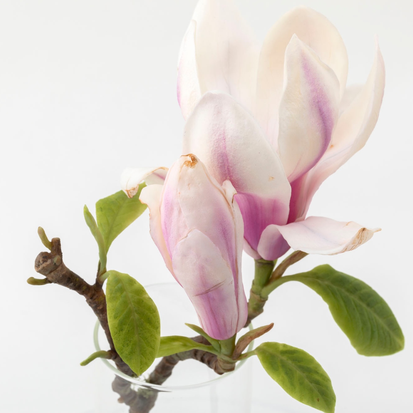 Close up detail of white wax magnolia flower, leaves and stem displayed inside a clear glass vase