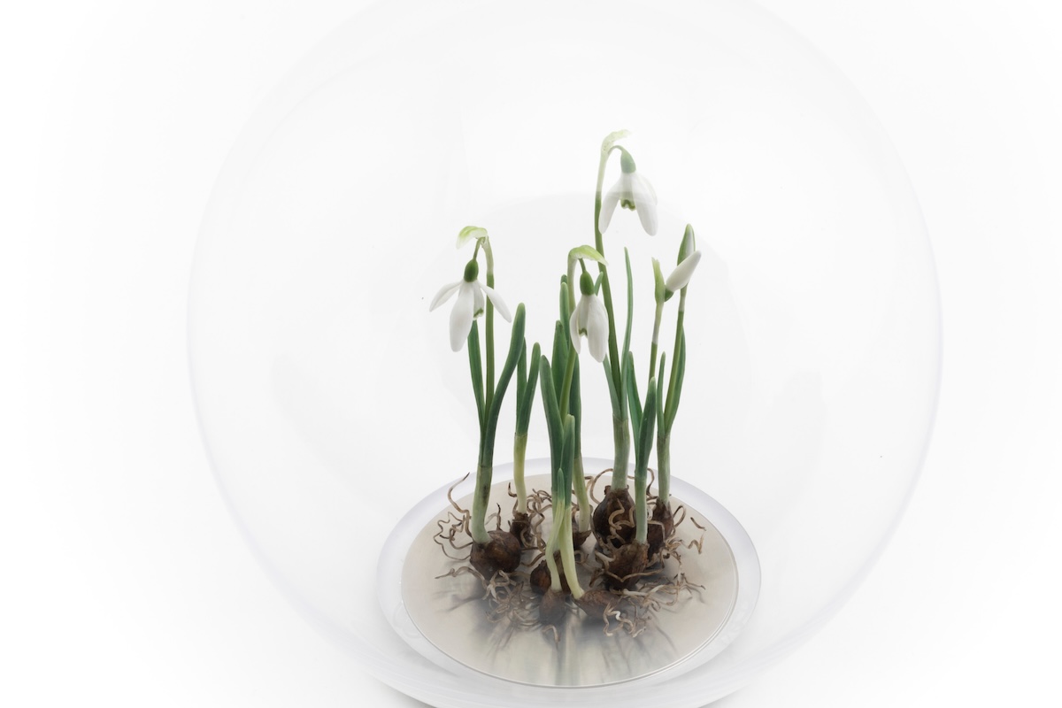Life Support Snowdrops - Exhibitions title Wax snowdrop sculptures displayed on a circular stainless steel base enclosed within a glass orb.