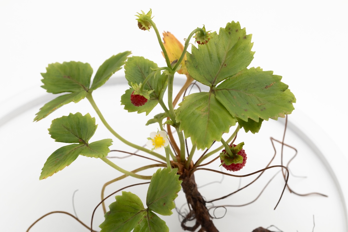 The Collector #6 - Exhibtions title 2 Wax sculpture of a strawberry plant with flowers, ripening berries and exposed roots.