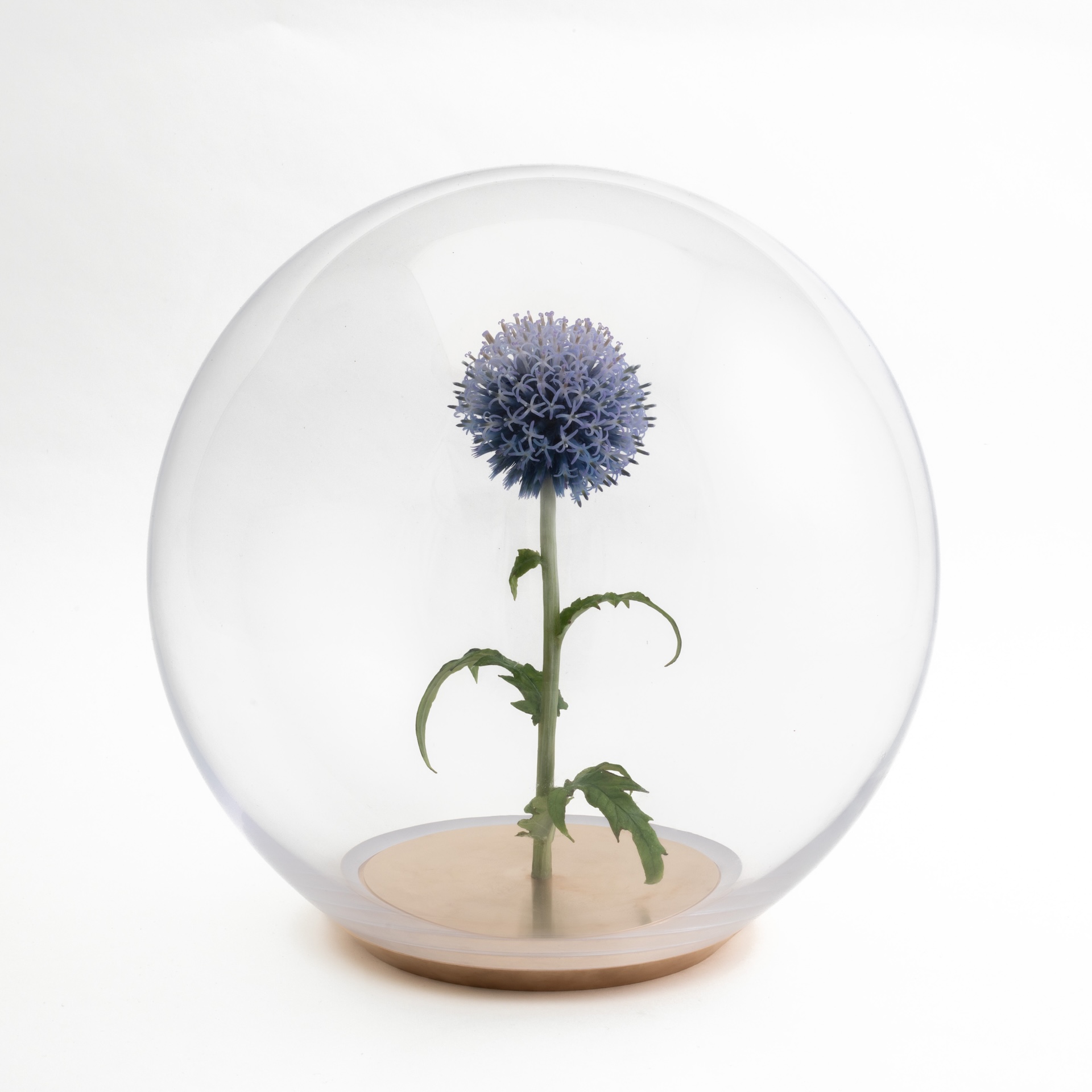 Handmade wax sculpture of a violet echinops flower mounted inside a large hand-blown glass orb with a gunmetal base.