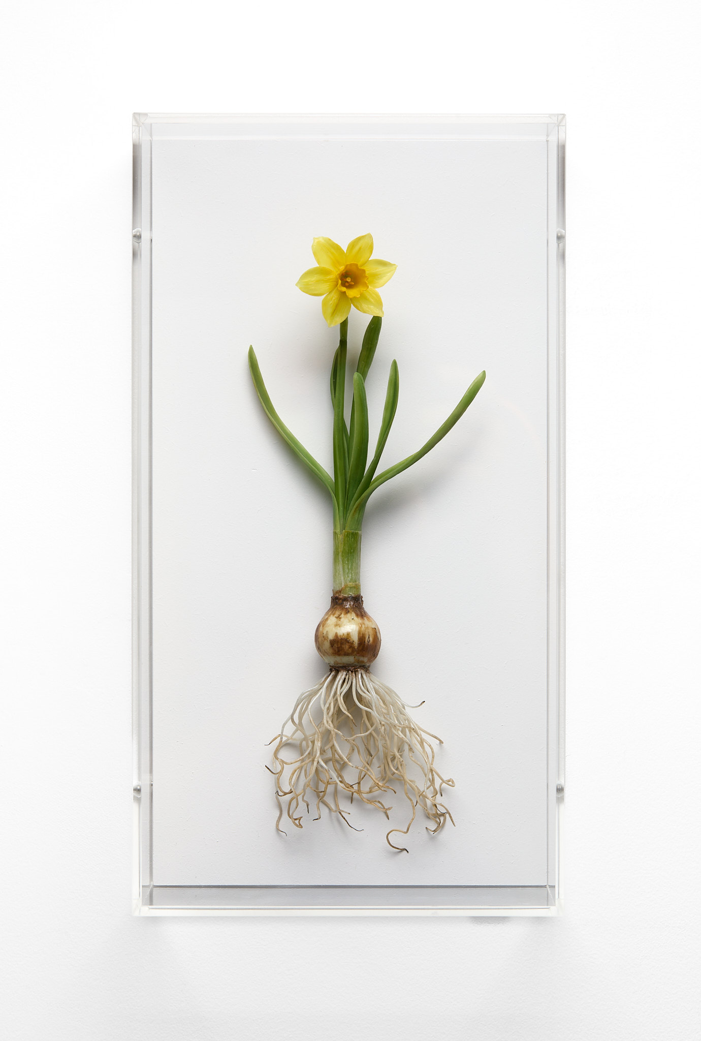 Wax sculpture of a yellow daffodil (Narcissus) with bulb and roots, mounted inside a clear Perspex display case against a white background.