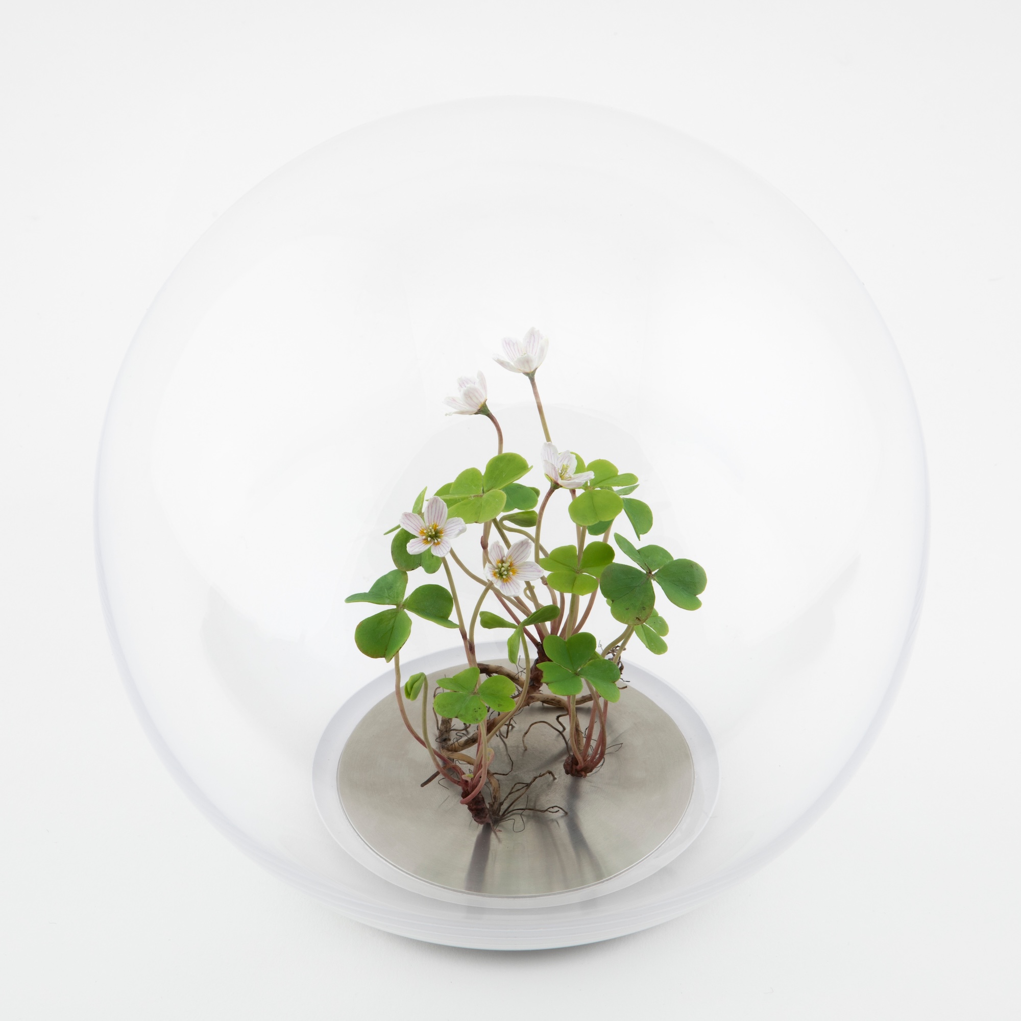 Wax sculpture of wood sorrel with green heart-shaped leaves and pale flowers, displayed inside a clear glass orb on a steel base.